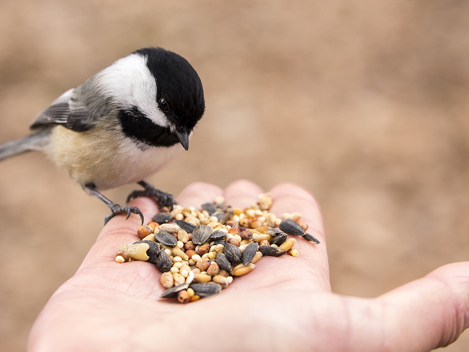 A chickadee bird holds an assortment of seeds in its beak while perched on a person's hand.