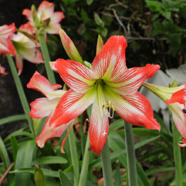 Pot up attractive amaryllis