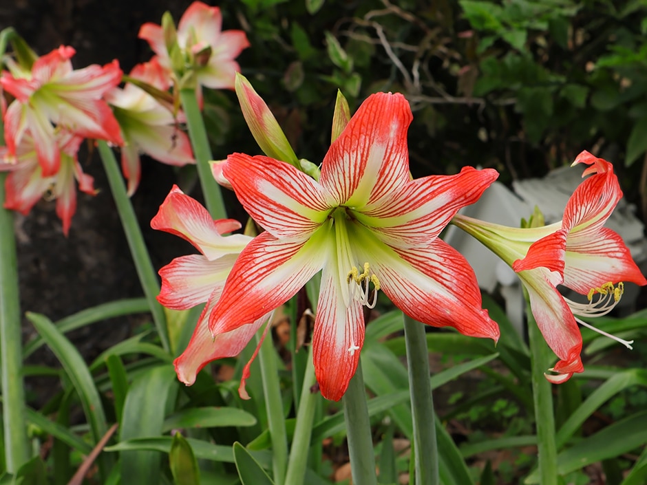 Close-up of red and white striped amaryllis flowers blooming in a garden.