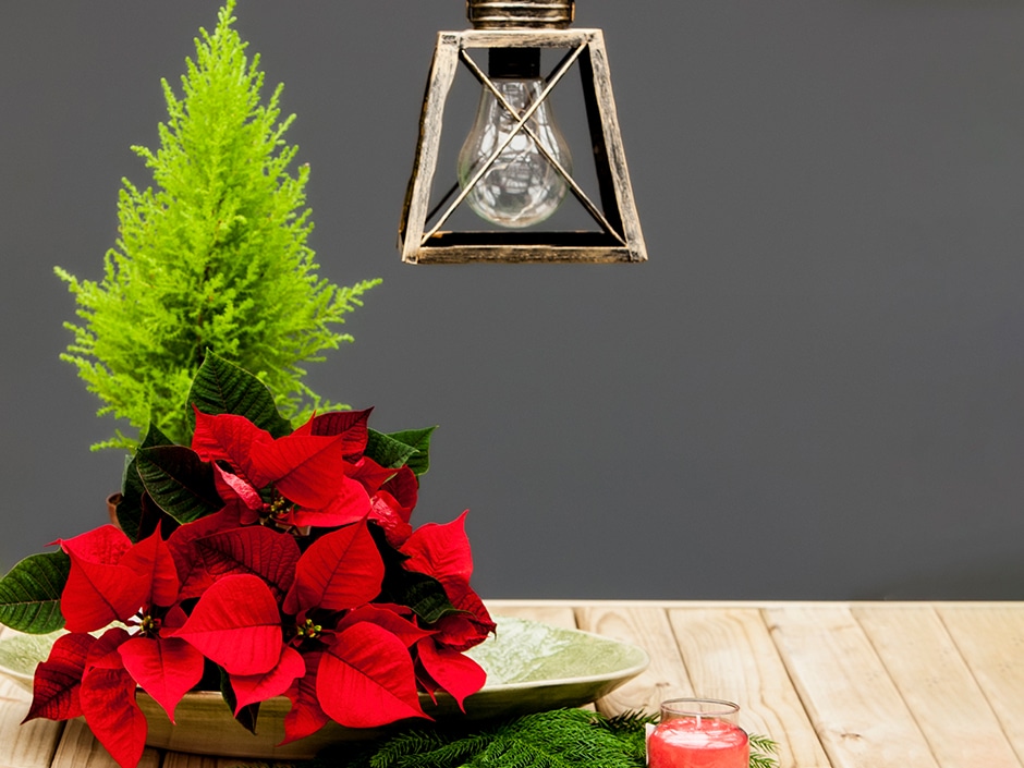 A festive arrangement featuring a small, vibrant green pine tree and bright red poinsettias on a wooden surface, with a hanging lantern and a lit red candle nearby.