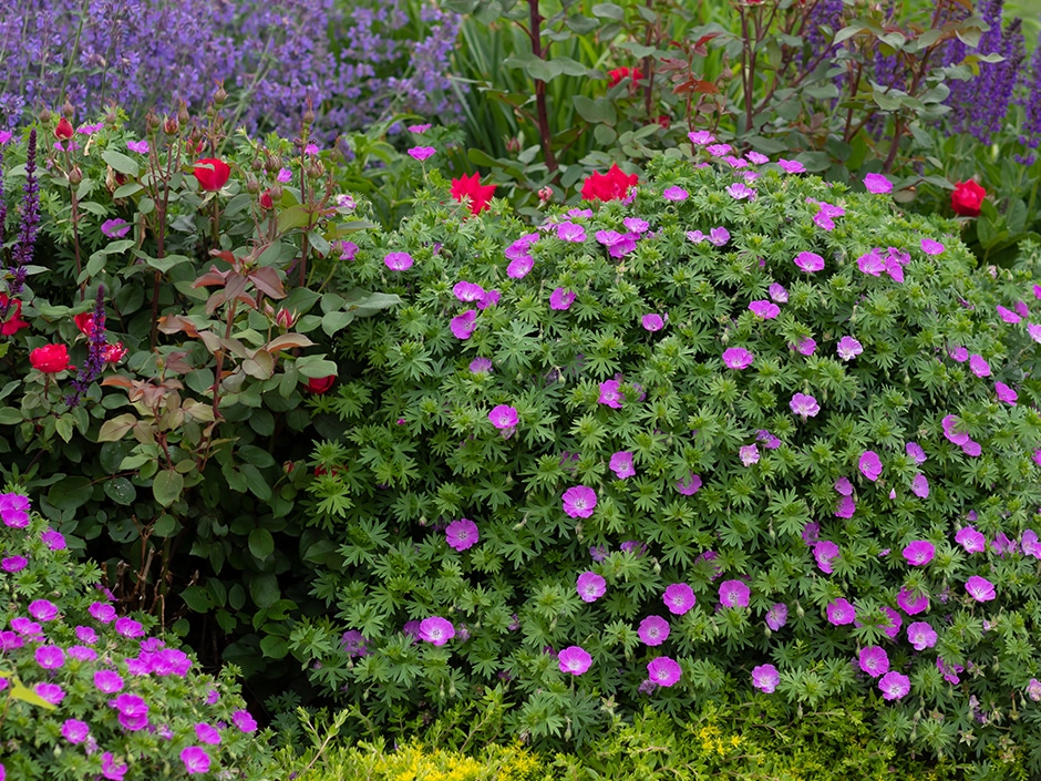 A colourful flower garden featuring red roses, purple salvia, and green foliage plants.