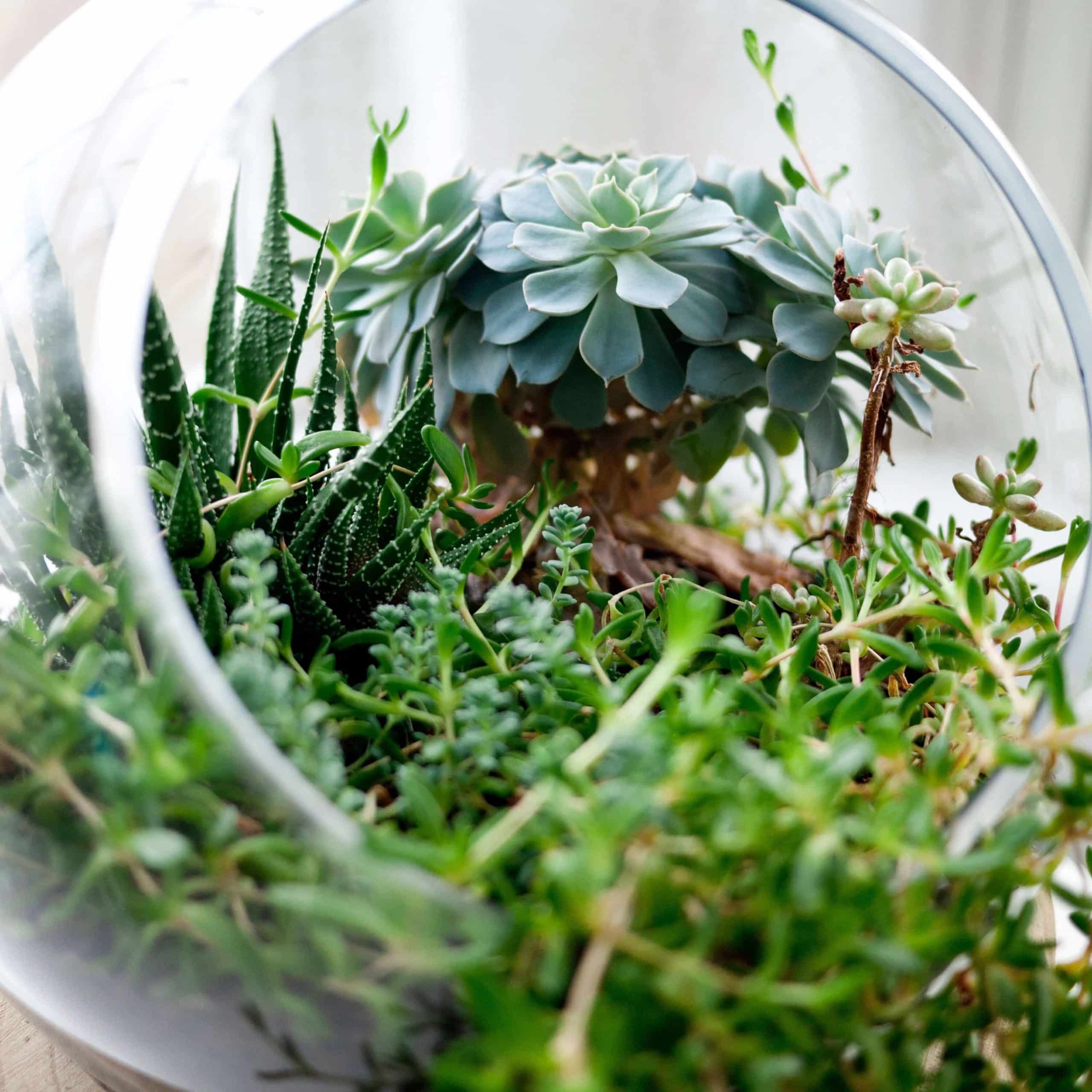 A close-up view of a succulent terrarium featuring lush green plants.