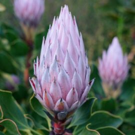 Plant and sow for spring colour