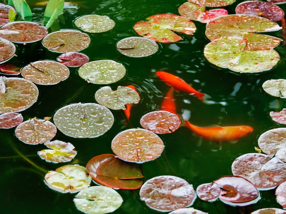 Water lilies and goldfish in a pond.