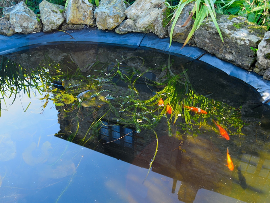 A backyard pond with koi fish swimming below green plants trailing in the water.