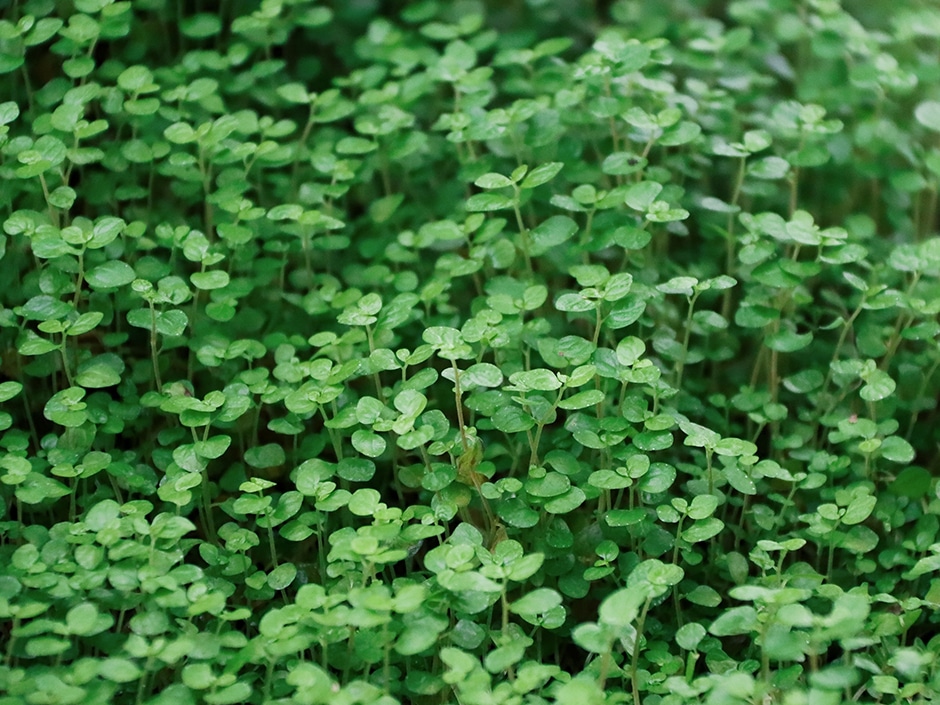 A dense mat of green clover plants covering the ground.