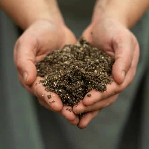 A person's hands cupping and holding loose soil.