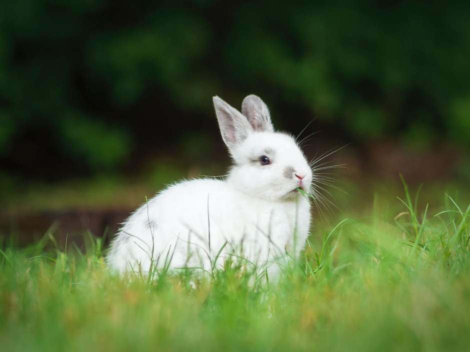 A white rabbit in grassy vegetation.