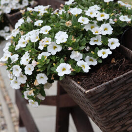 Plant a cheerful window box