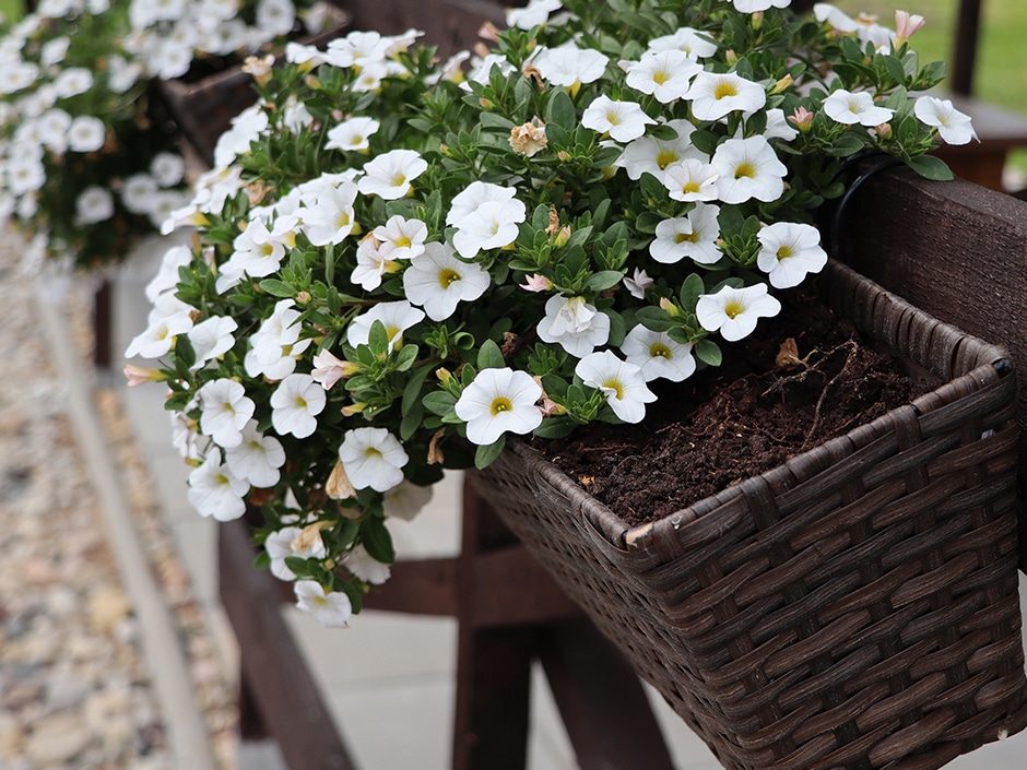 A wooden basket filled with small white petunia flowers surrounded by green leaves.