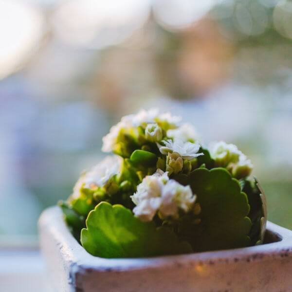 Small Kalanchoe succulent plant with white flowers in a brown ceramic pot.