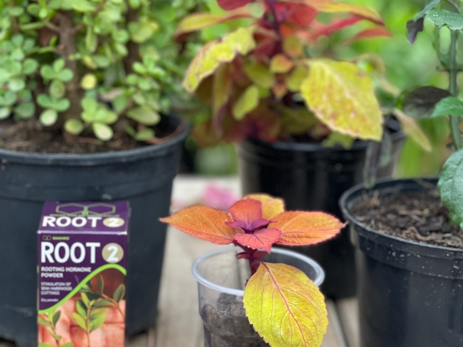 Potted plants and a packet of root hormone powder on a patio.