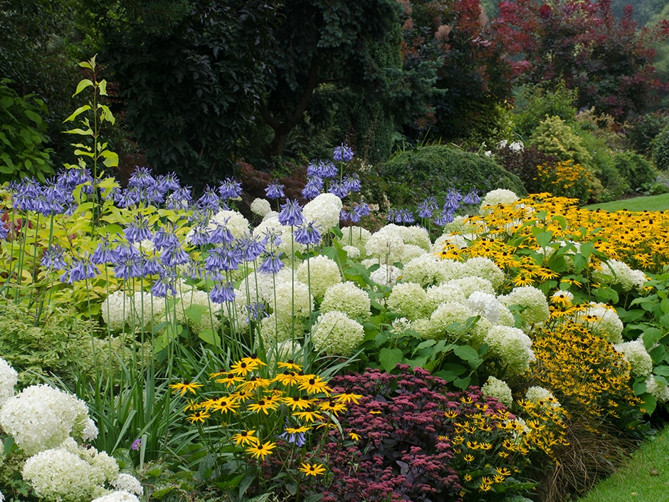 A colourful flower garden featuring white hydrangeas, purple agapanthus, and yellow black-eyed Susans.
