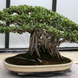 Indoor Plants: Growing a Ficus Tree