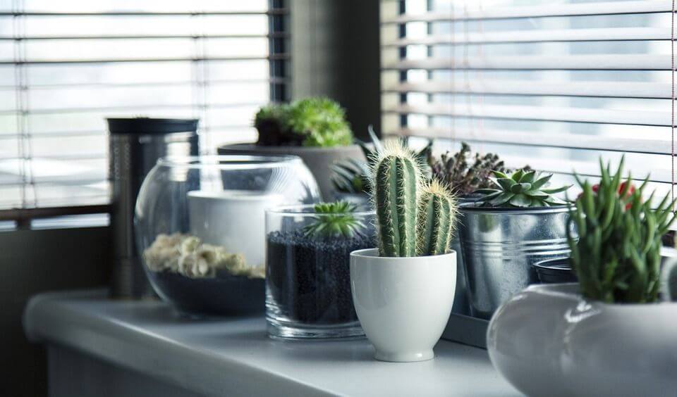 An assortment of succulent plants and cacti in glass and ceramic containers on a windowsill.