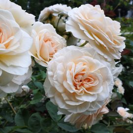 Know your roses: The basics