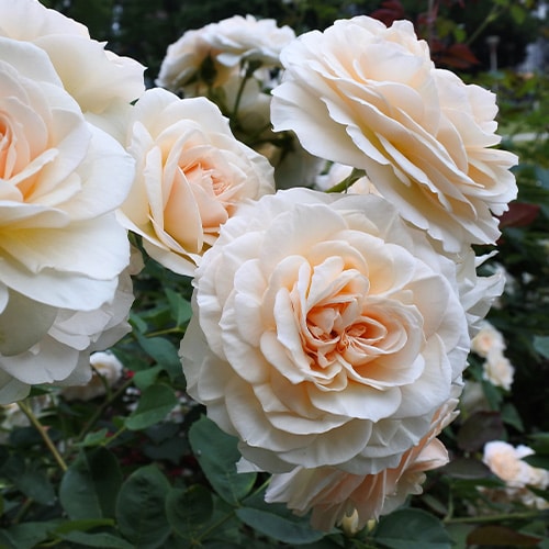 Blooms of large, peach and white roses in a garden.