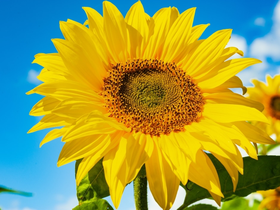 A close-up of a vibrant sunflower against a blue sky.
