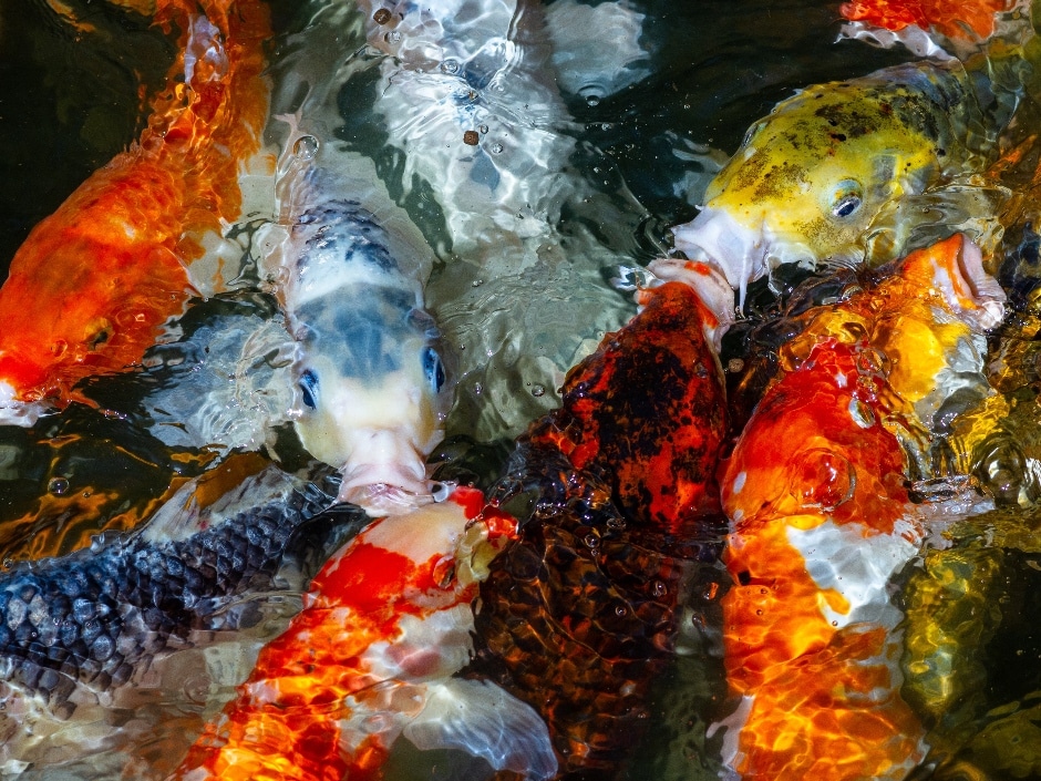 A vivid, abstract depiction of colourful koi or ornamental fish swirling in water with bubbles and ripples.