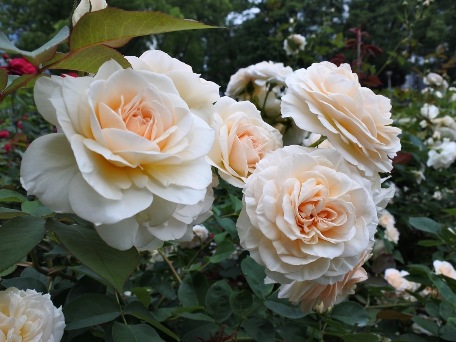 Close-up of pale peach-colored rose blooms with ruffled petals in an outdoor garden setting with greenery and red flowers in the background.