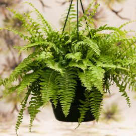 Indoor plants for the office