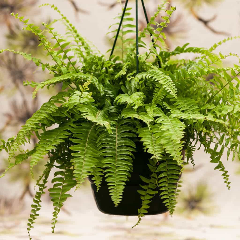 A hanging basket filled with vibrant green Boston ferns.