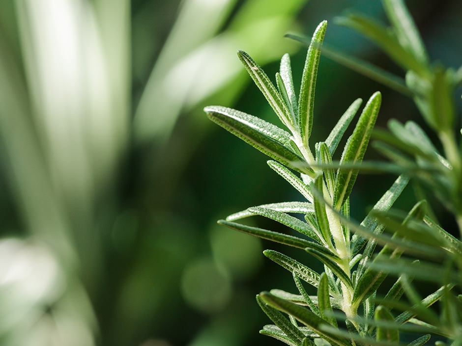 Close-up of herb leaves with variegated green and silvery needle-like foliage against a blurred green background.