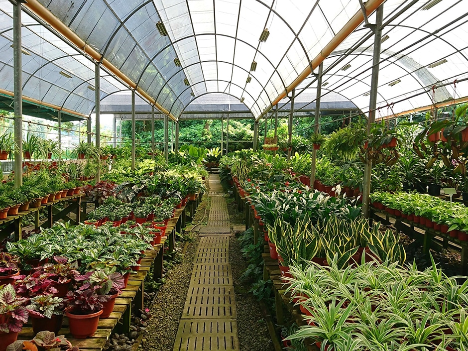 Interior of a plant nursery greenhouse with many potted plants on benches.