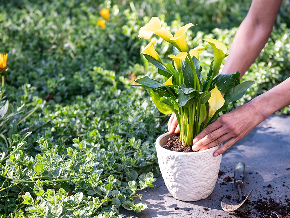 A person planting a yellow-flowering lily plant in a white textured pot in a lush garden.