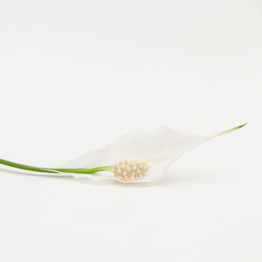 Close-up of white lily flower with a green tip and stem against a white background.