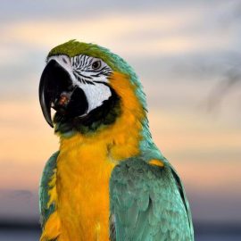 Parrots as pets
