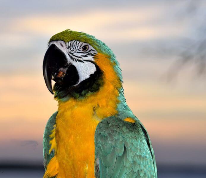 Blue-and-gold macaw parrot with striking yellow breast and green wings.