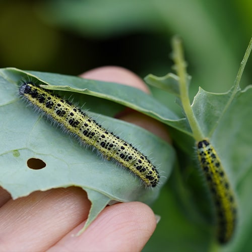 Caterpillar with black and yellow stripes crawling on a green leaf.