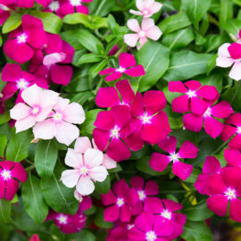 Top 5 water-wise bedding plants