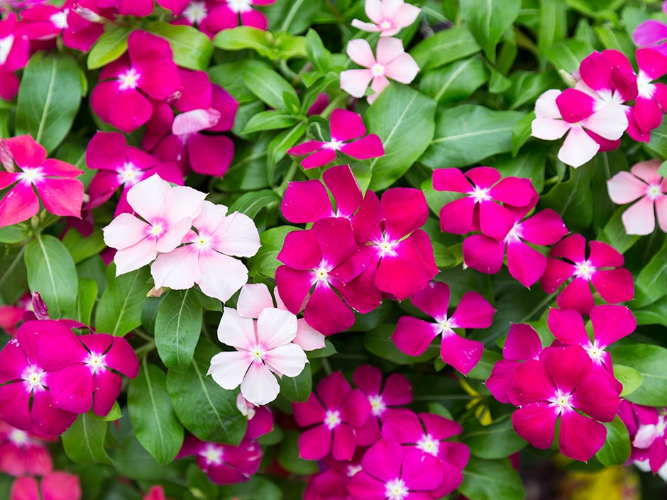 Close-up of many small pink and white Vinca flowers with glossy green leaves, densely covering the frame.