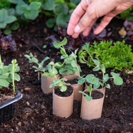 Tips for Gardening on a Budget