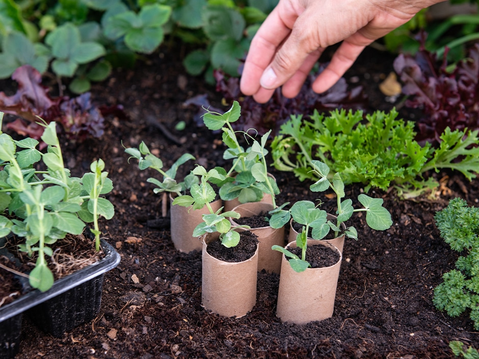 A hand planting seedlings in empty toilet rolls in dark soil.