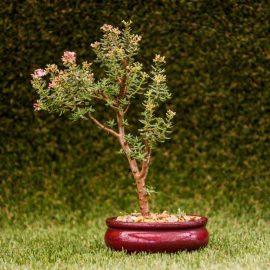 Get the best out of your bonsai