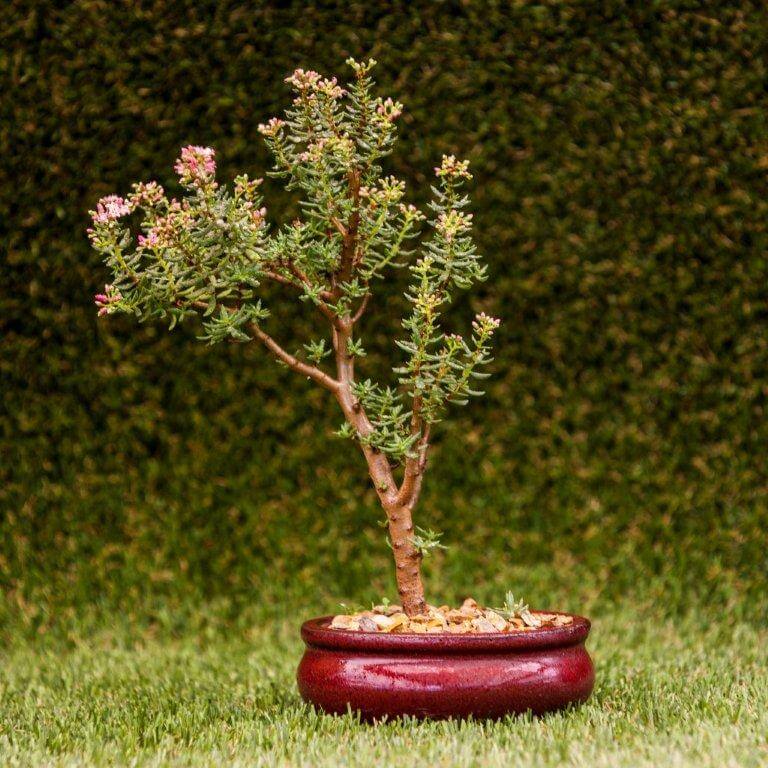 A bonsai tree with pink flowers growing in a red ceramic pot, sitting on grass with a hedge backdrop.