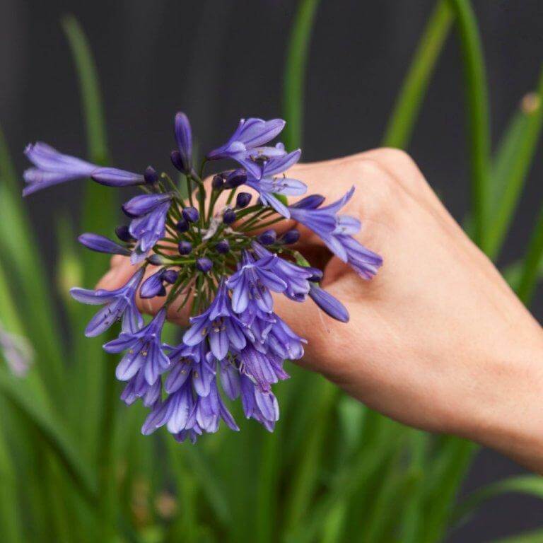 A hand holding a stem of small purple agapanthus flowers against green foliage.