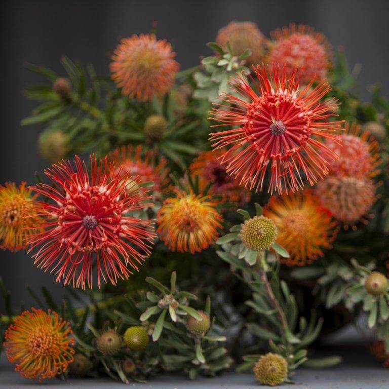 Close-up of colorful orange and yellow pincushion protea flowers with green leaves on a dark background.