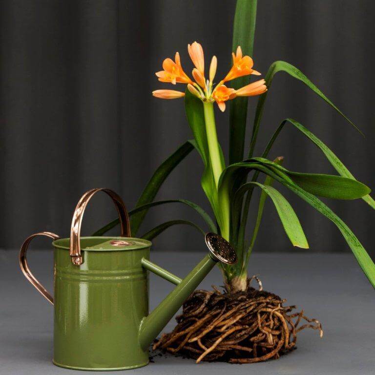 A green watering can next to an orange flowering plant growing from soil and roots.