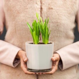 Top tips for indoor plant care
