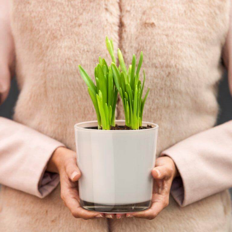 Torso view of a person holding a grey pot with a bright green plant in it.