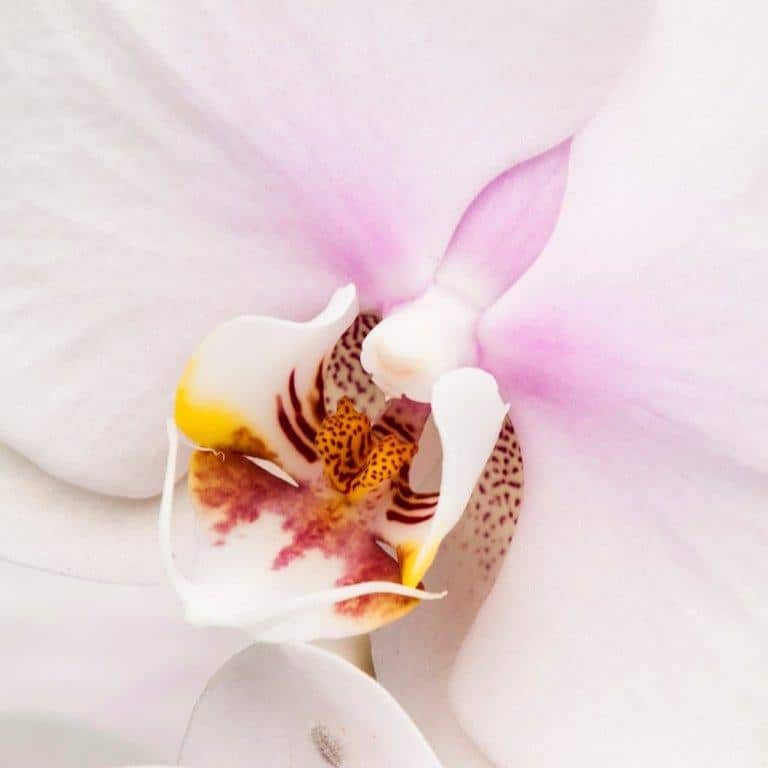 A close-up view of a white and pink orchid flower with spotted petals against a light pink background.