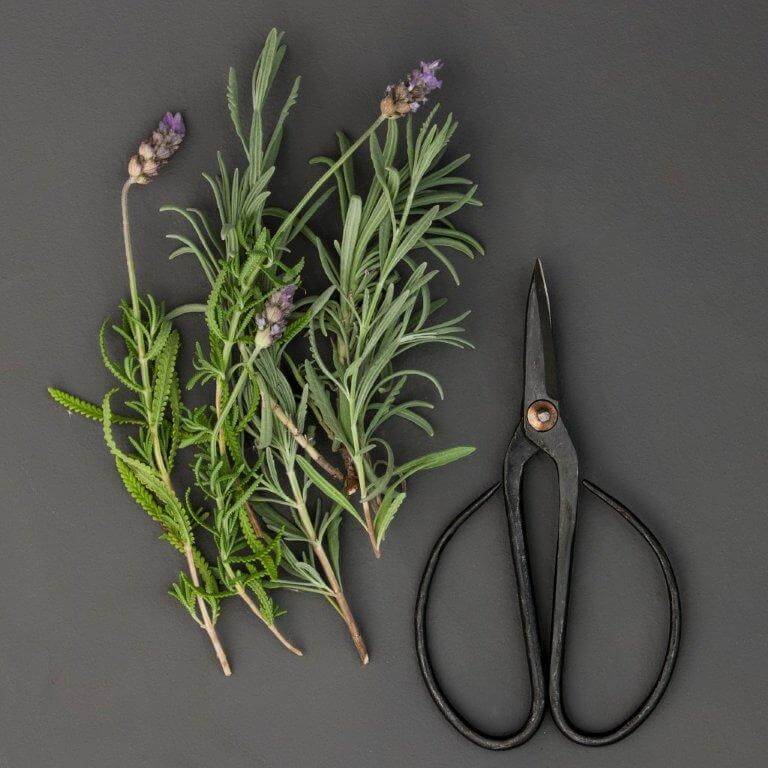 Sprigs of fresh lavender and rosemary next to a pair of black scissors on a grey background.