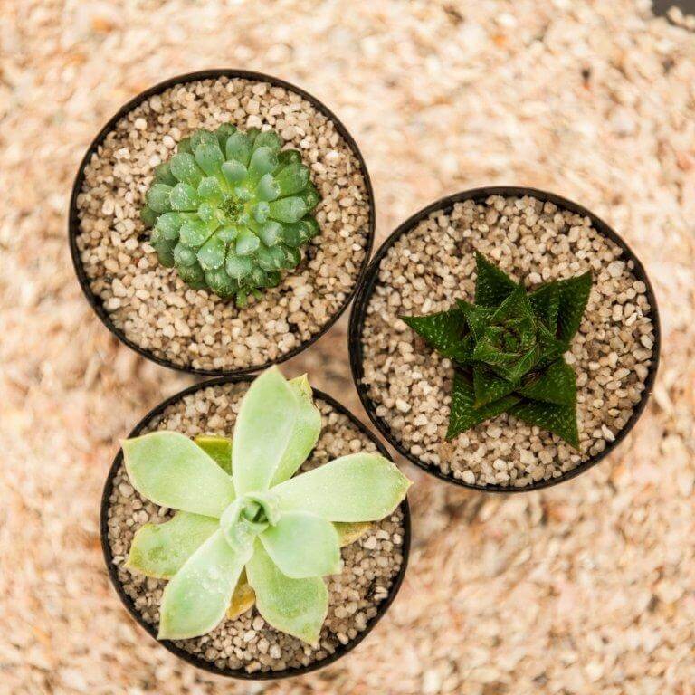 Three small round pots filled with sand and miniature succulents on a textured beige surface.