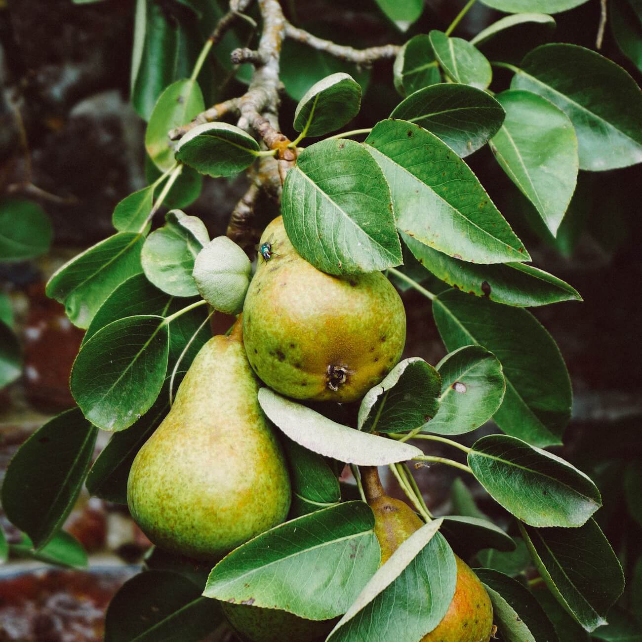 Two ripe pears hanging from a branch with green leaves.