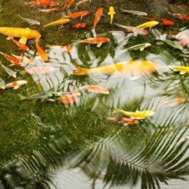How to save water and still have a fish pond
