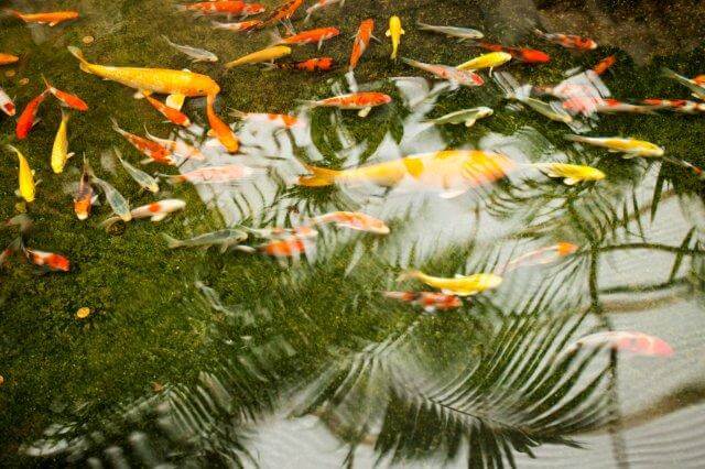 Koi fish swimming in a pond with ferns reflected on the water's surface.